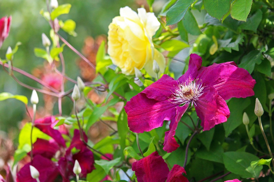 clematis-4279280_960_720.jpg