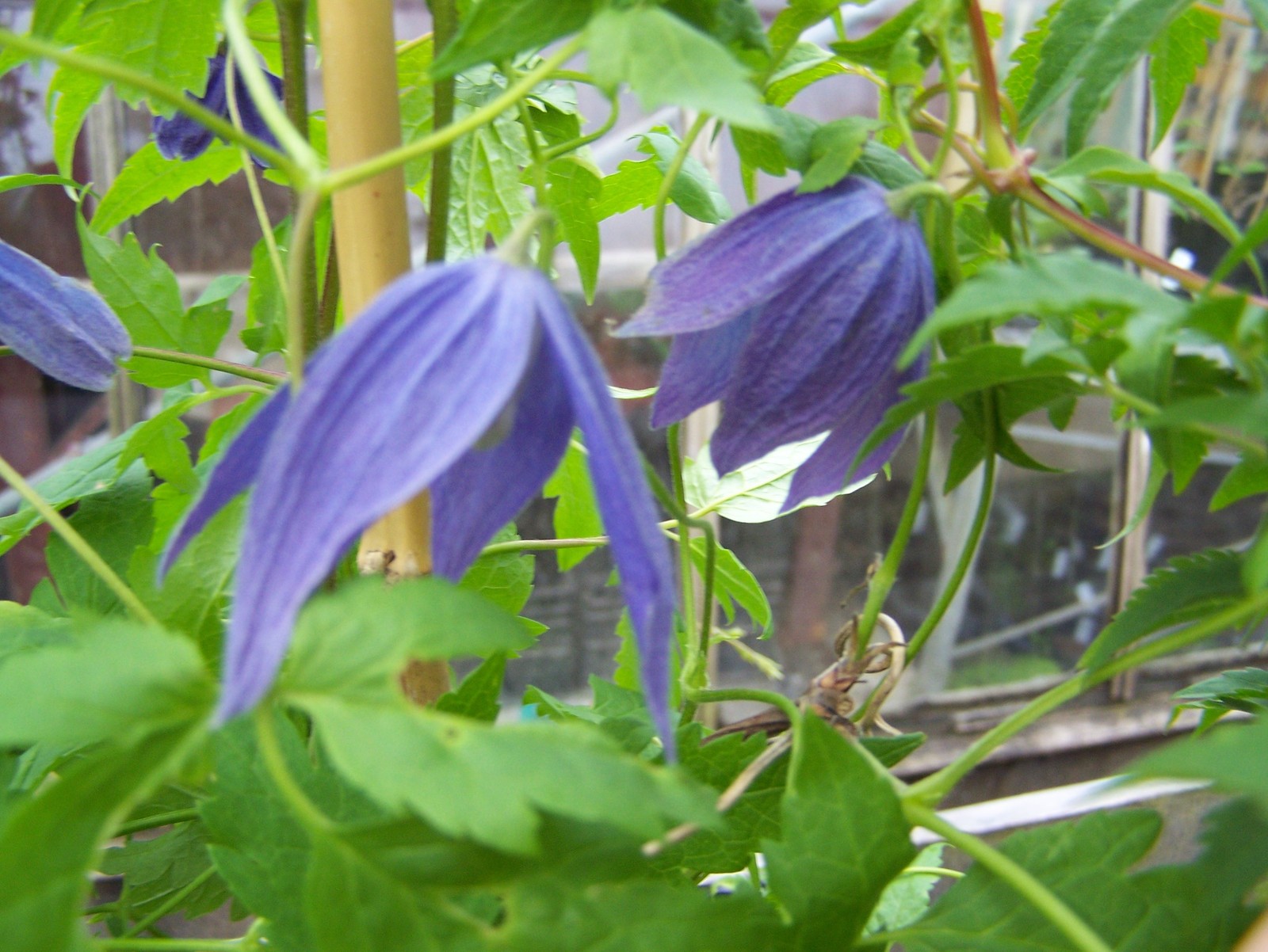 Clematis-alpina-Pamela-Jackman-2.jpg