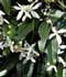 clematis-armandii-flores.jpg