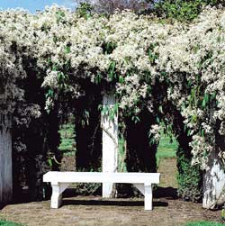 clematis-armandii.jpg