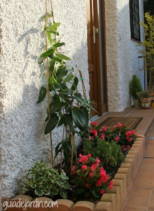clematis-armandii.jpg