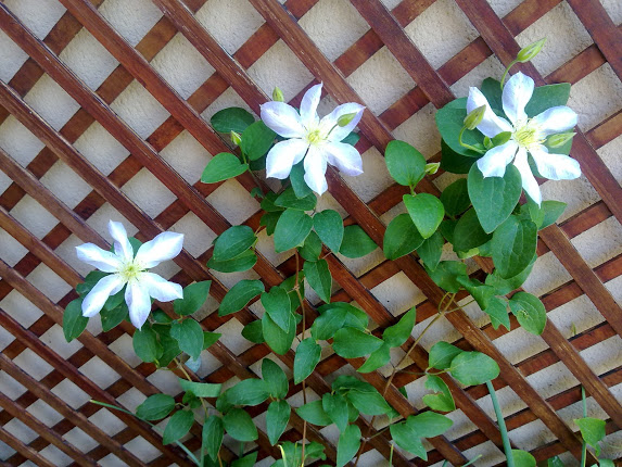 clematis+baby+doll+3.jpg