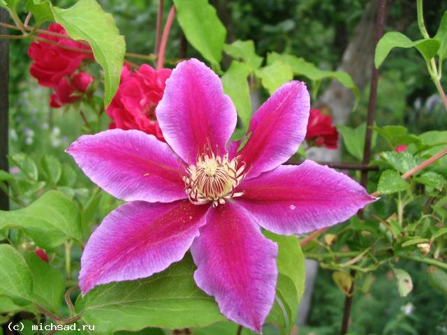 Clematis-BarbaraDibley.jpg