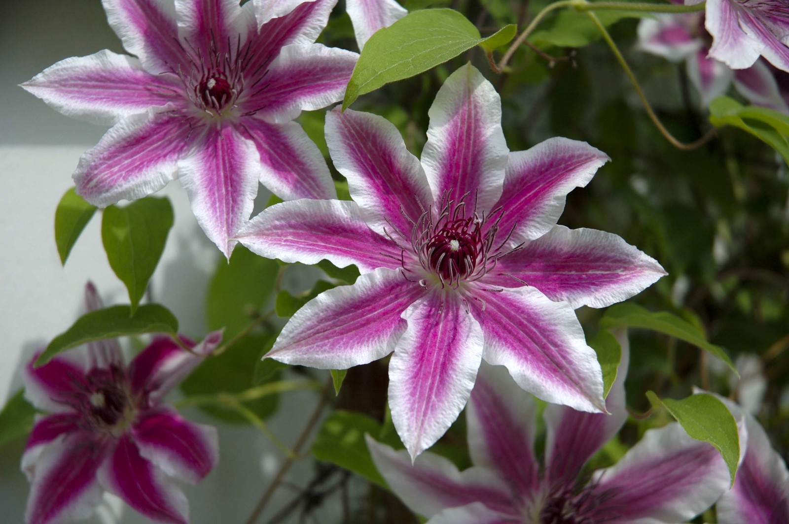clematis-detalle-flor2.jpg