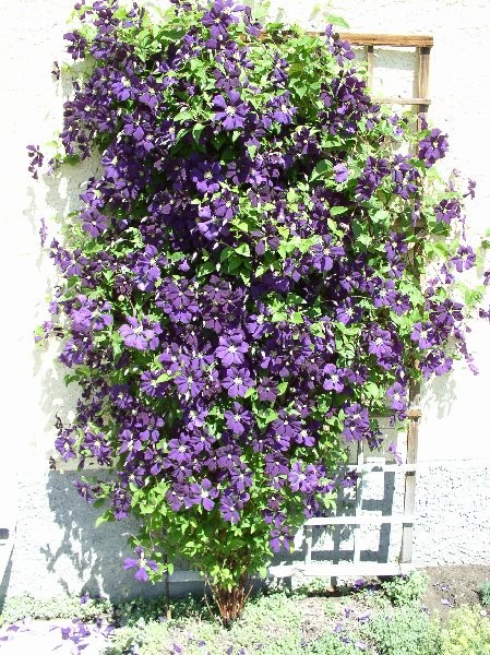 clematis-etoile-voilette-plant-bill.jpg