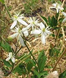 clematis-flammula.jpg