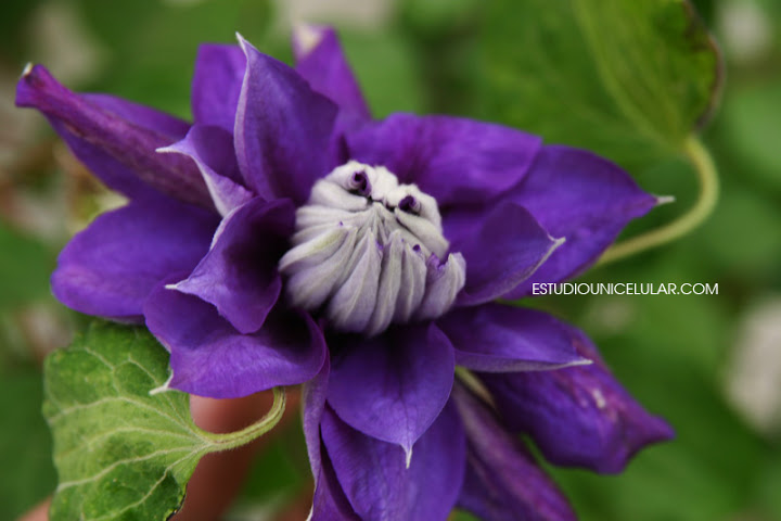 clematis-franciska-maria-01.jpg