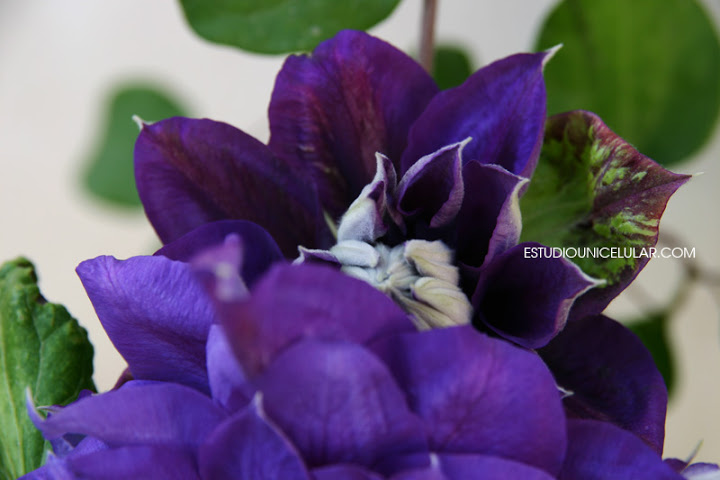 clematis-franciska-maria-02.jpg