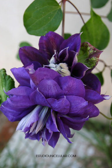 clematis-franciska-maria-03.jpg