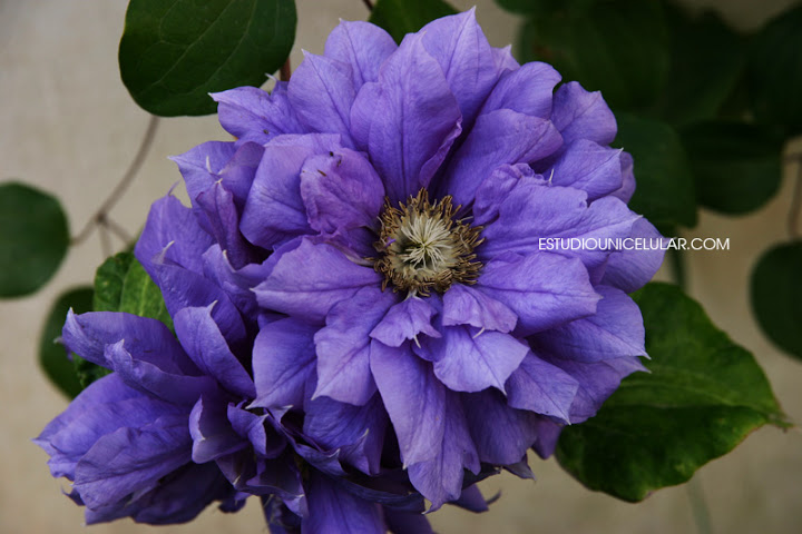 clematis-franciska-maria-04.jpg