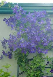 clematis-jackmanii.jpg