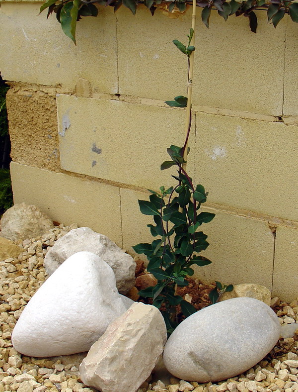 clematis.jpg