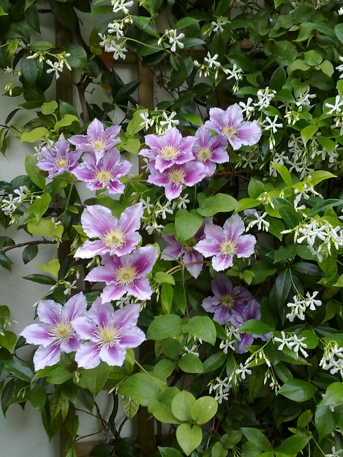 clematis.jpg