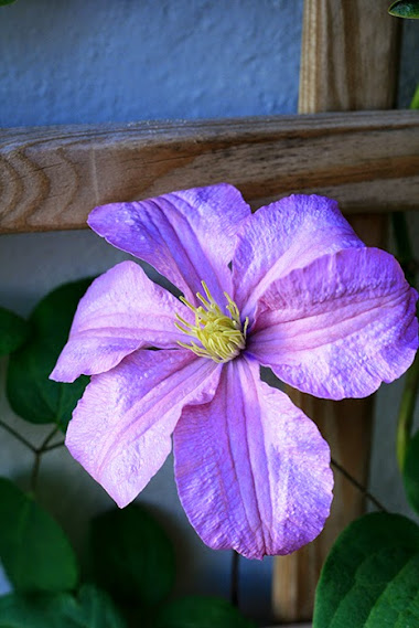 clematis.jpg