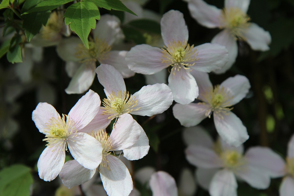 clematis-montana-3395765_960_720.jpg