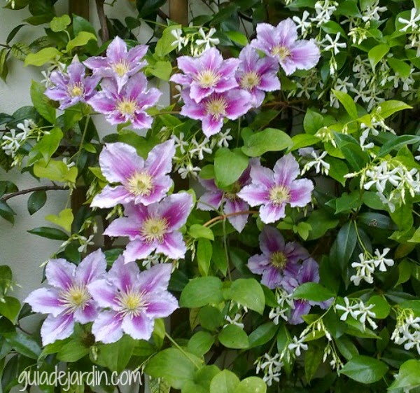 clematis1.jpg