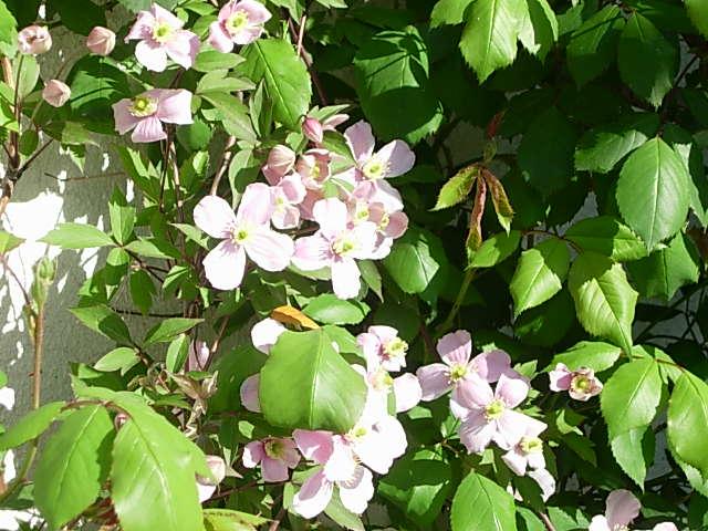 clematis2.JPG