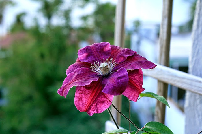 clematis2.jpg
