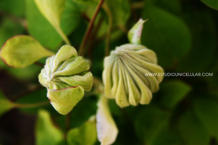 clematis_arctic_queen_00.jpg