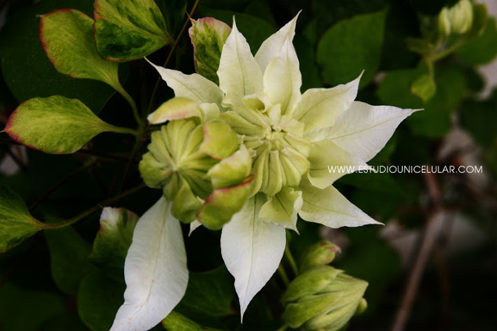 clematis_arctic_queen_01.jpg