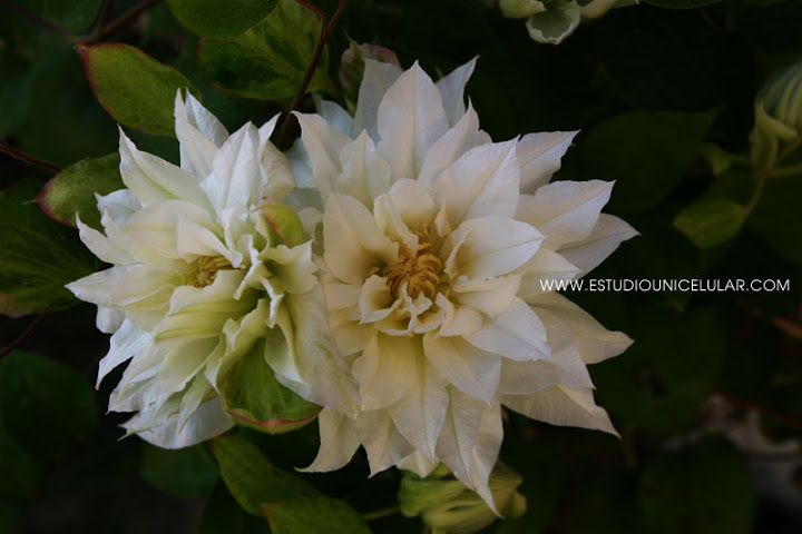 clematis_arctic_queen_02.jpg