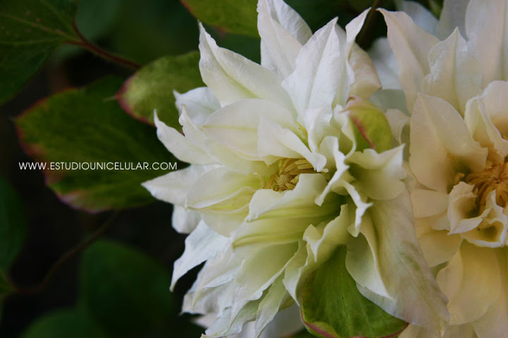 clematis_arctic_queen_03.jpg