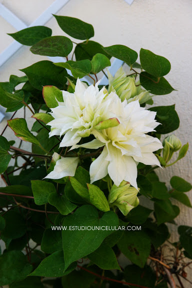 clematis_arctic_queen_04.jpg