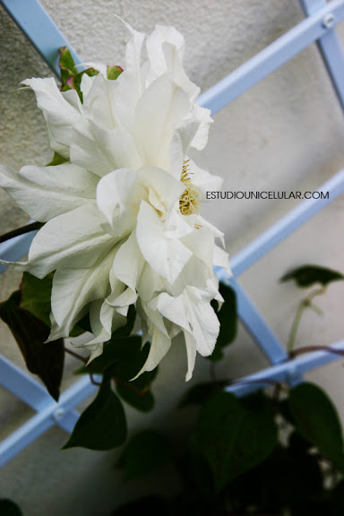 clematis_arctic_queen_05.jpg