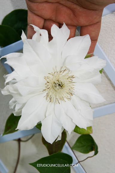 clematis_arctic_queen_06.jpg