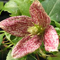 clematis_cirrhosa_freckles.jpg