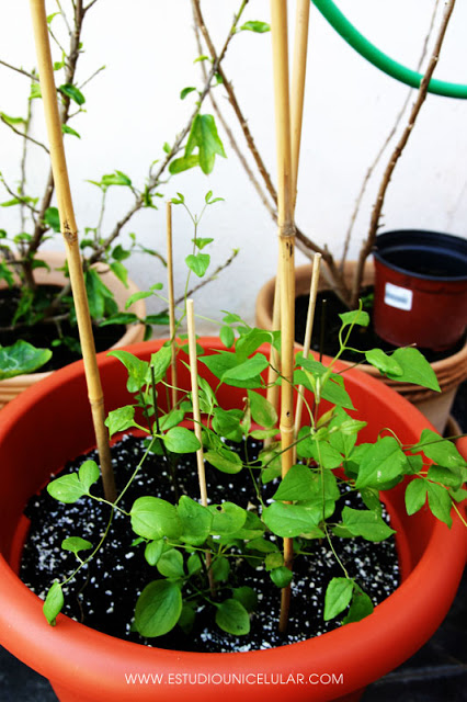 clematis_grupo_00.jpg