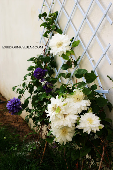 clematis_grupo_03.jpg