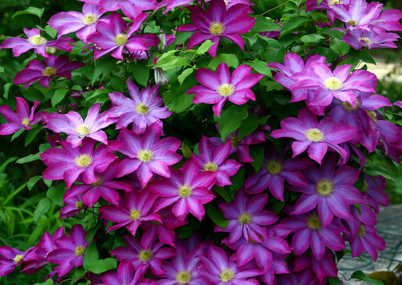 Clematis_Kakio_(2).jpg