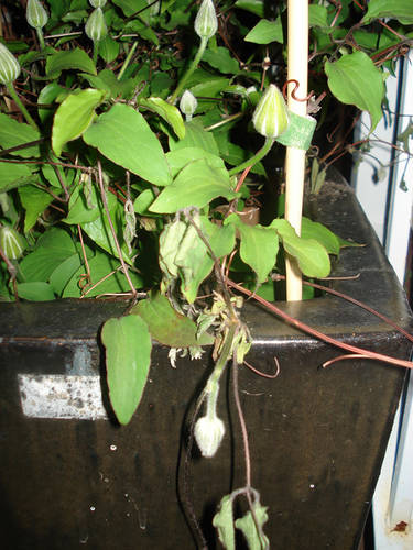 Clematis_Miss_Bateman_3_copia.jpg