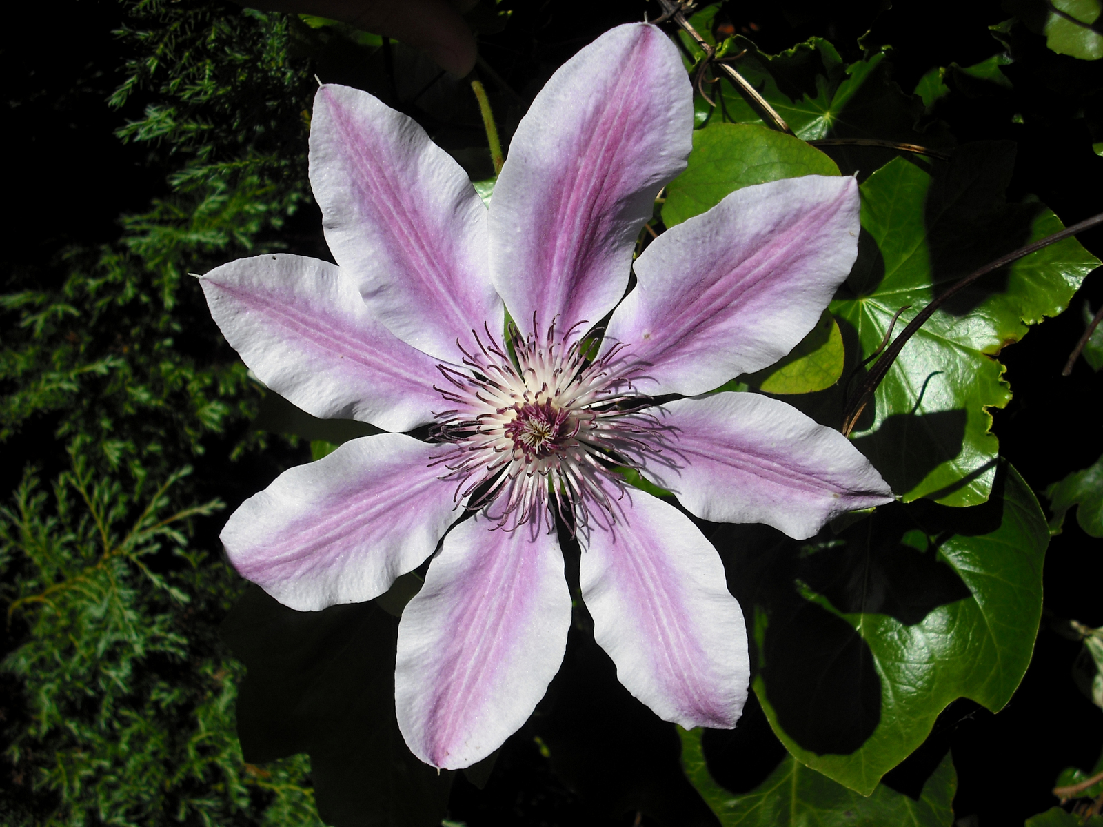 Clematis_'Nelly_Moser'.JPG