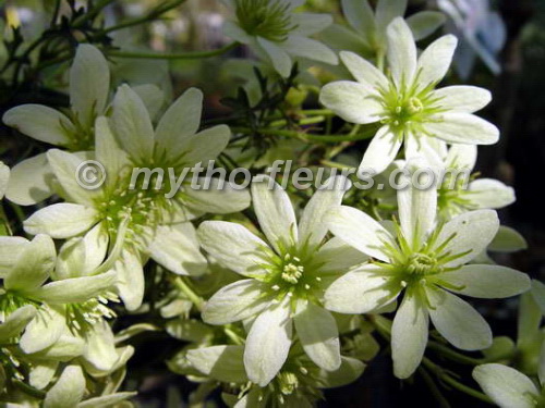 clematis_pixie_2.JPG