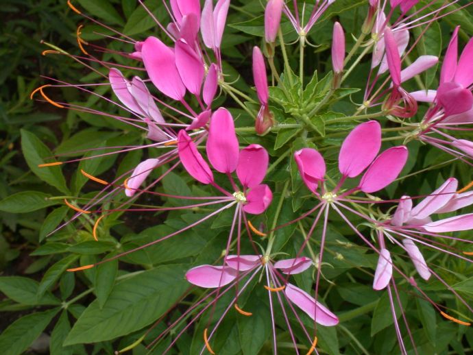 Cleome_hasslerana2.jpg