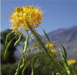 CleomeLutea.jpg