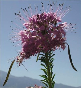 CleomeSerrulata.jpg