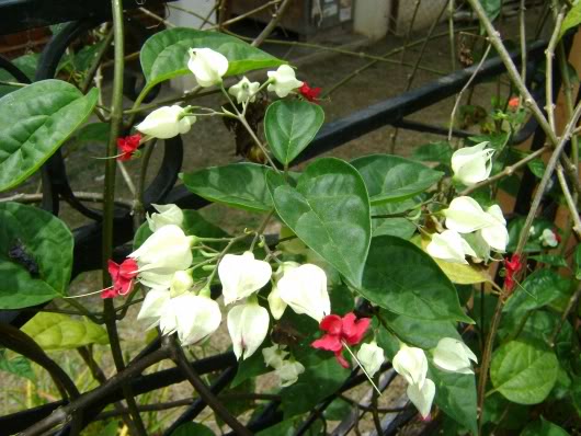Clerodendro.jpg