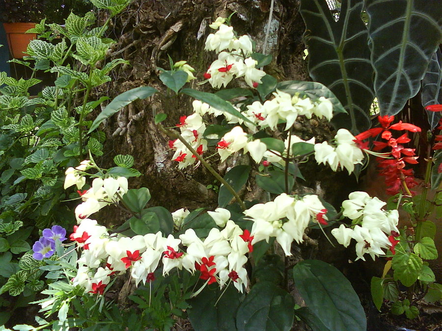 clerodendrum_thomsoniae_by_cerezoinwonderland-d47poaz.jpg