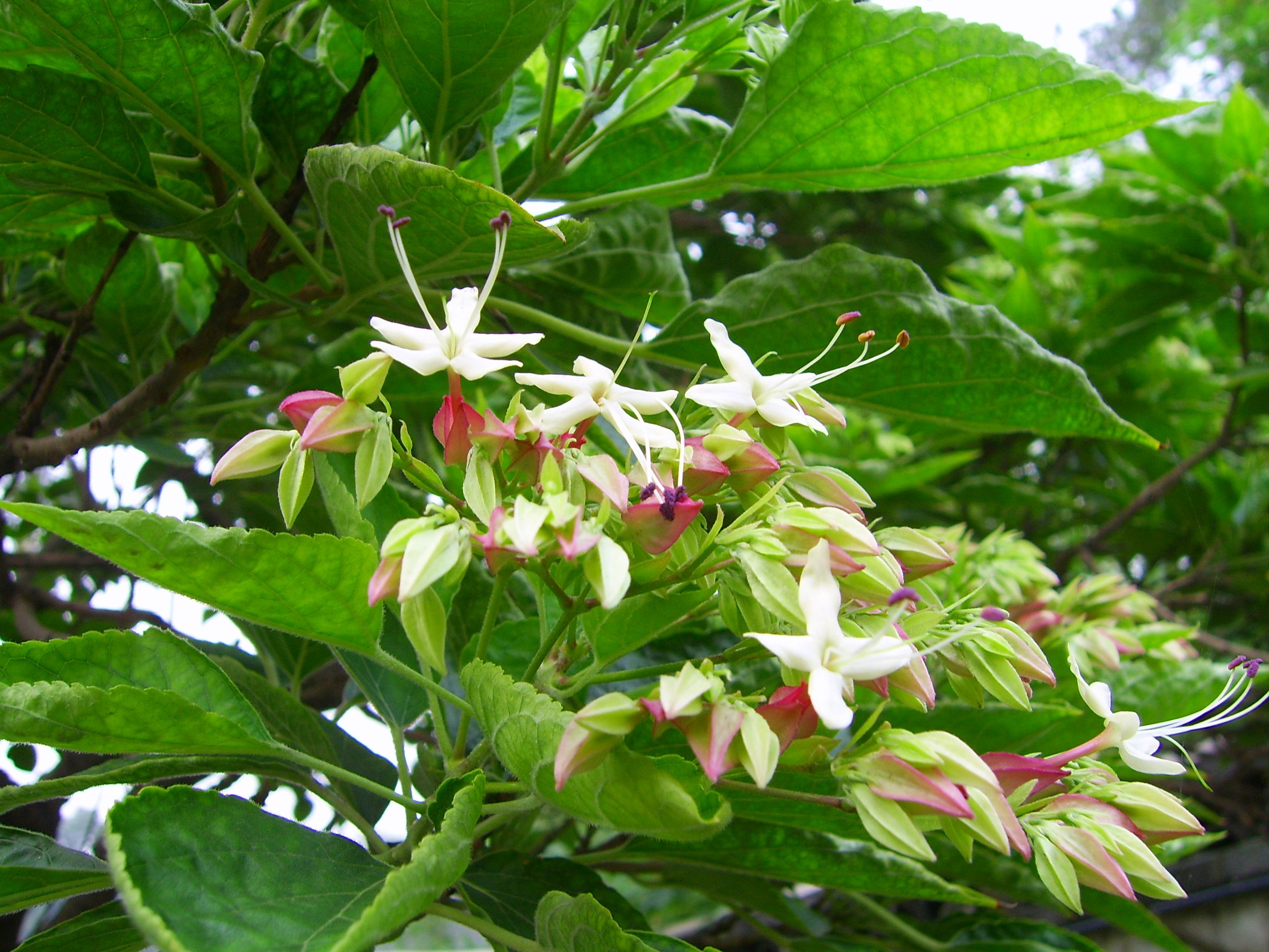 Clerodendrum_trichotomum_-_flower.JPG