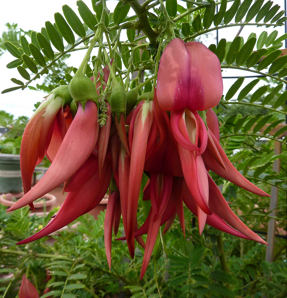 Clianthus+puniceus+in+bloom+Annie's+photo.jpg