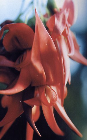 clianthus_puniceus.jpg