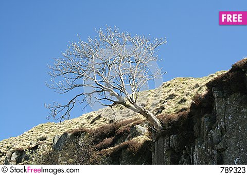 Cliff-Tree-thumb789323.jpg