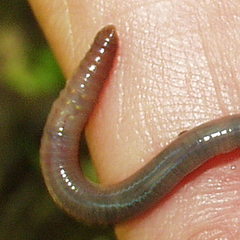 cliteloausenteamnythasi.jpg