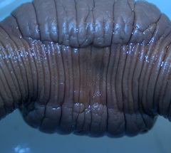 clitelosillademontarglo.jpg