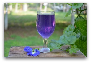 clitoria%2Bternatea%2Btea.jpg