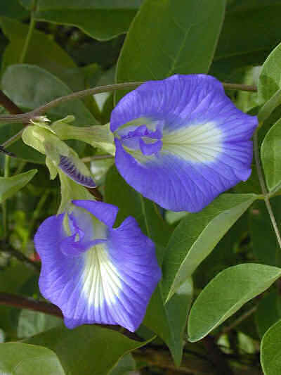 Clitoria.jpg