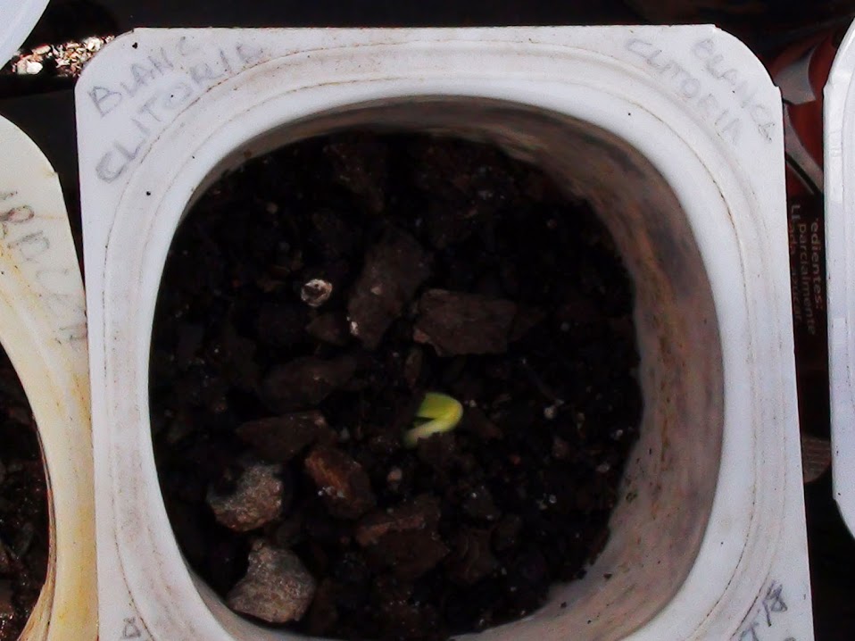 clitoria.jpg